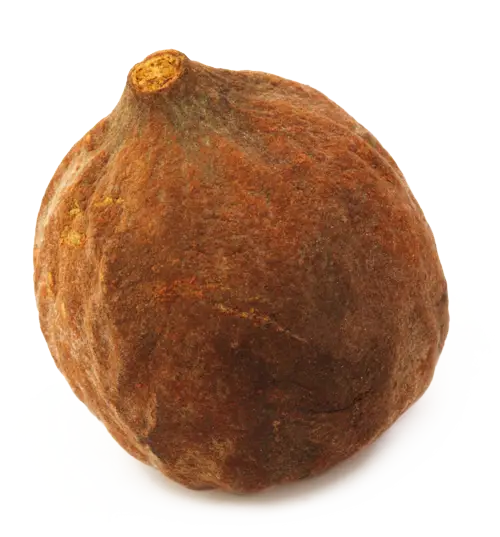 Dried Nutmeg for Aromatic Cooking