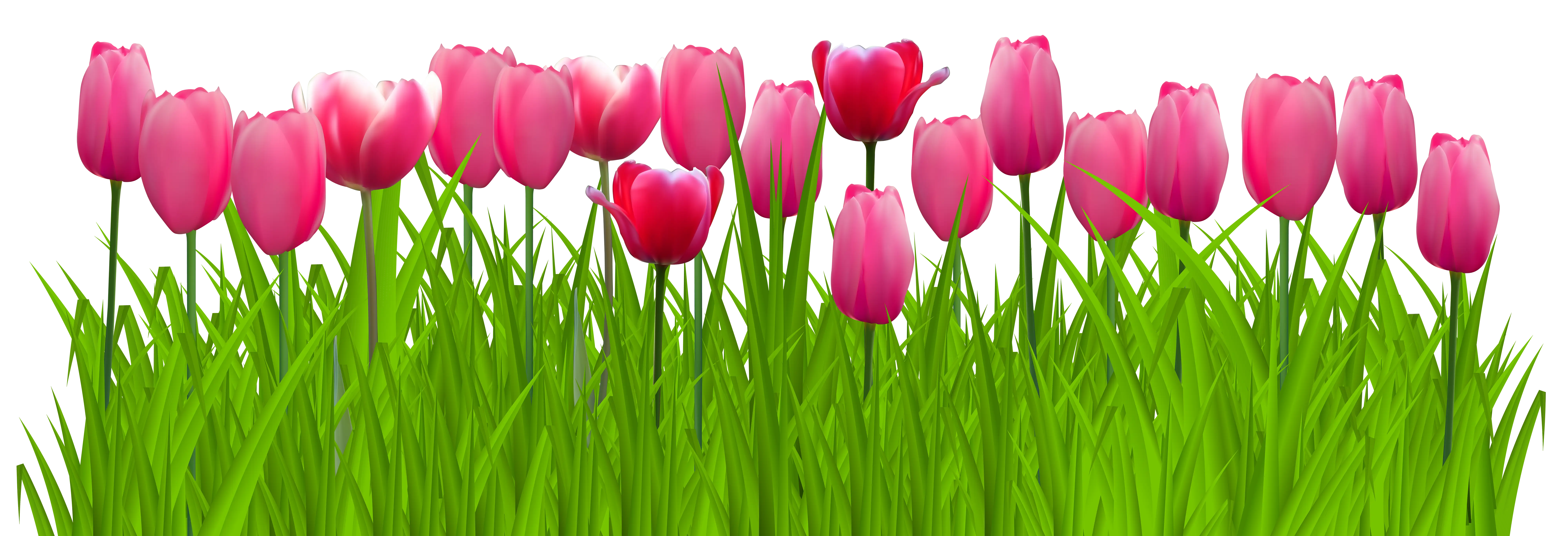 Pink Tulips in Green Grass