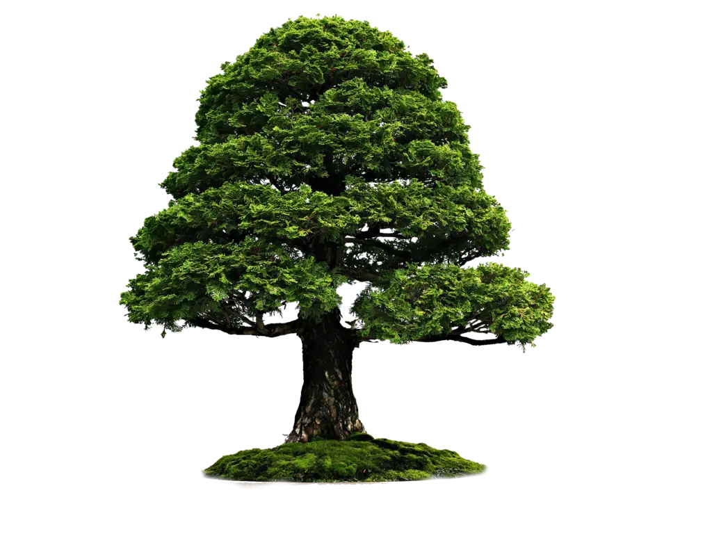 Lush Green Tree Illustration