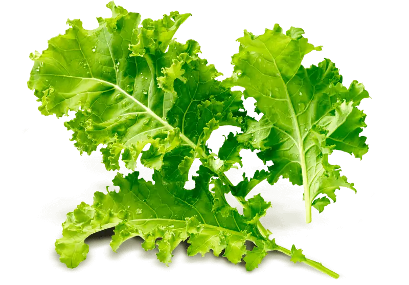 Fresh Green Kale Leaves