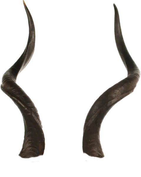 Curved Animal Horns with Natural Design
