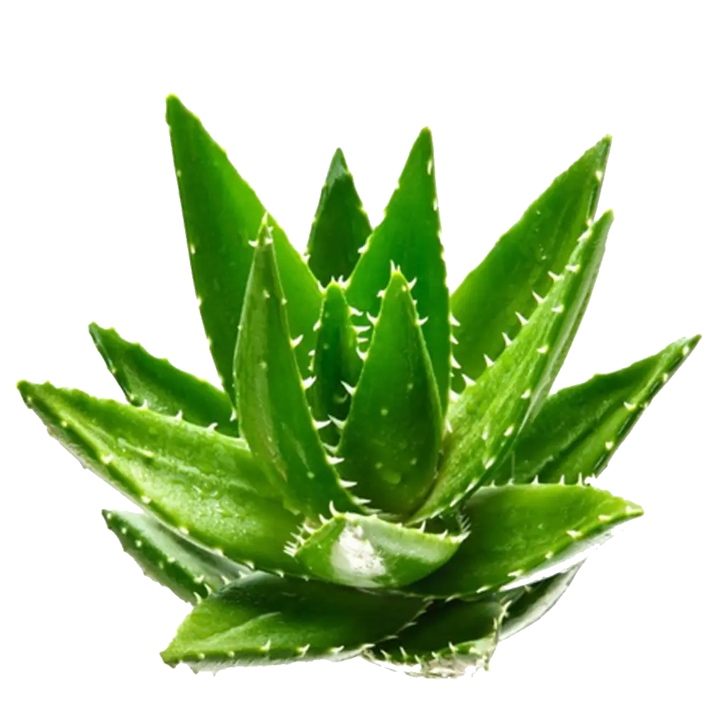 Fresh Green Aloe Vera Plant Illustration