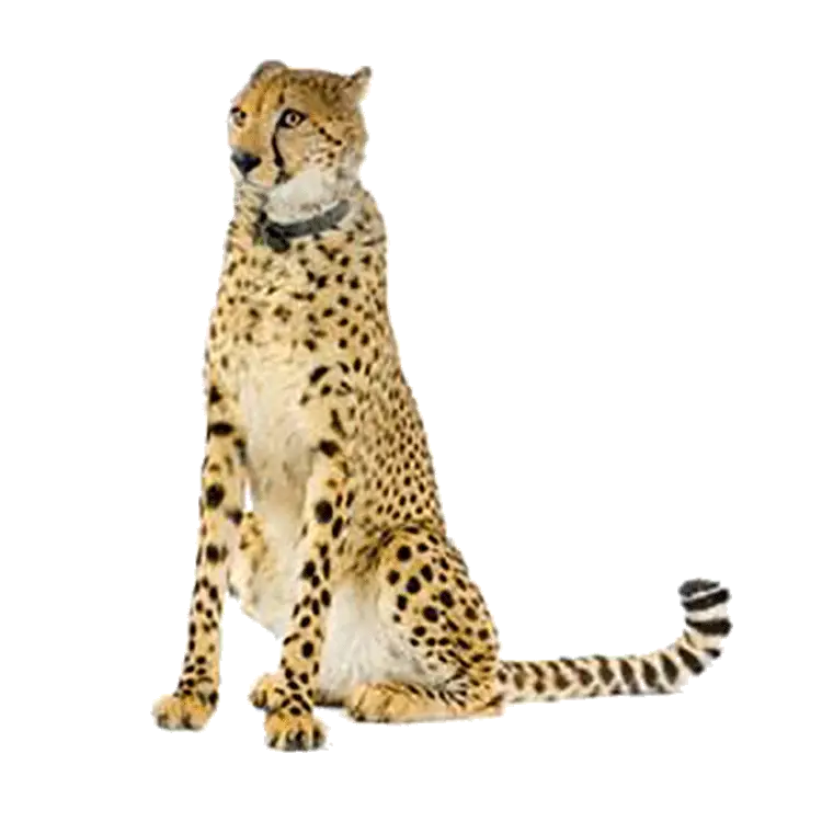 Cheetah Sitting in Restful Pose