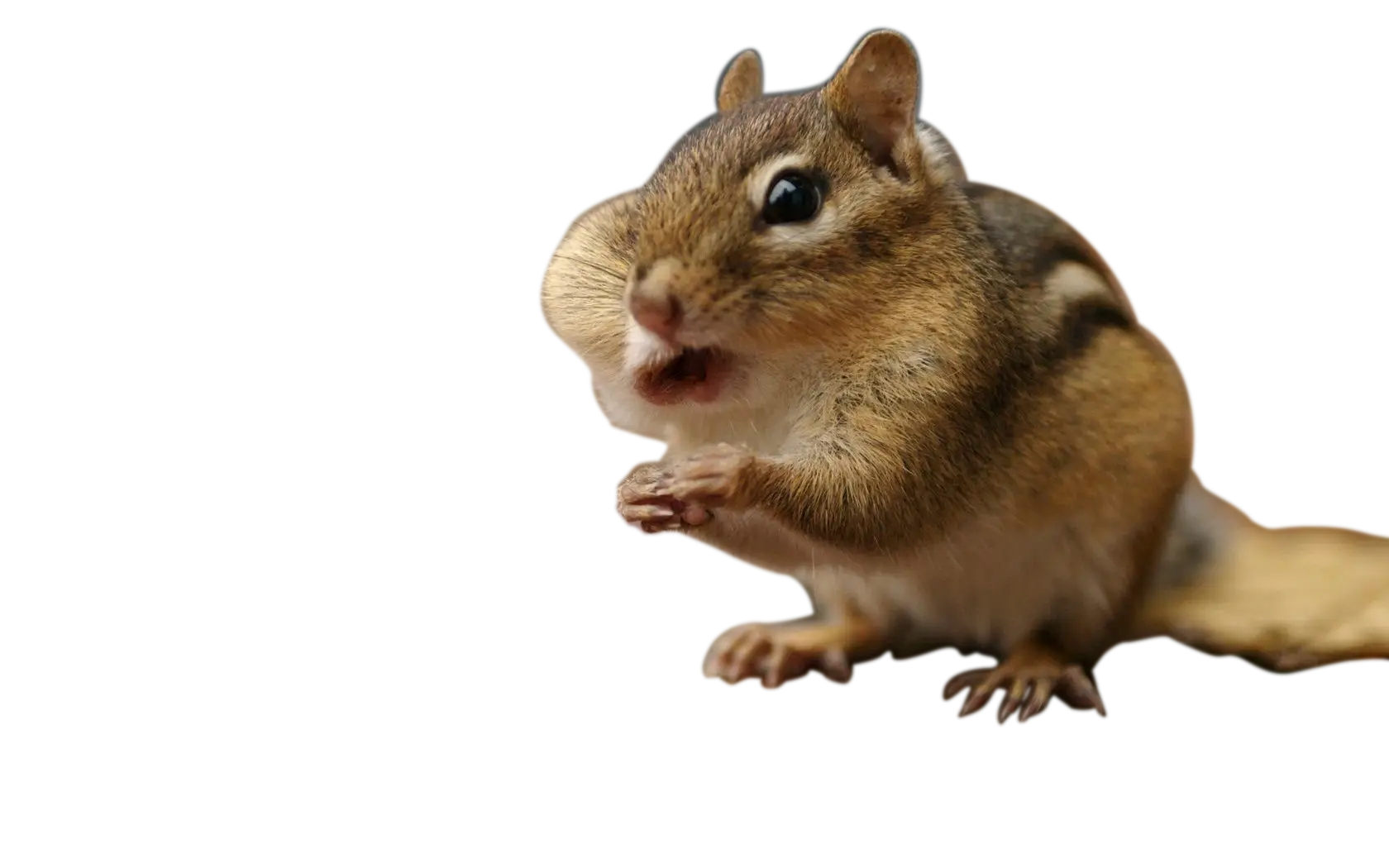 Chipmunk with Full Cheeks