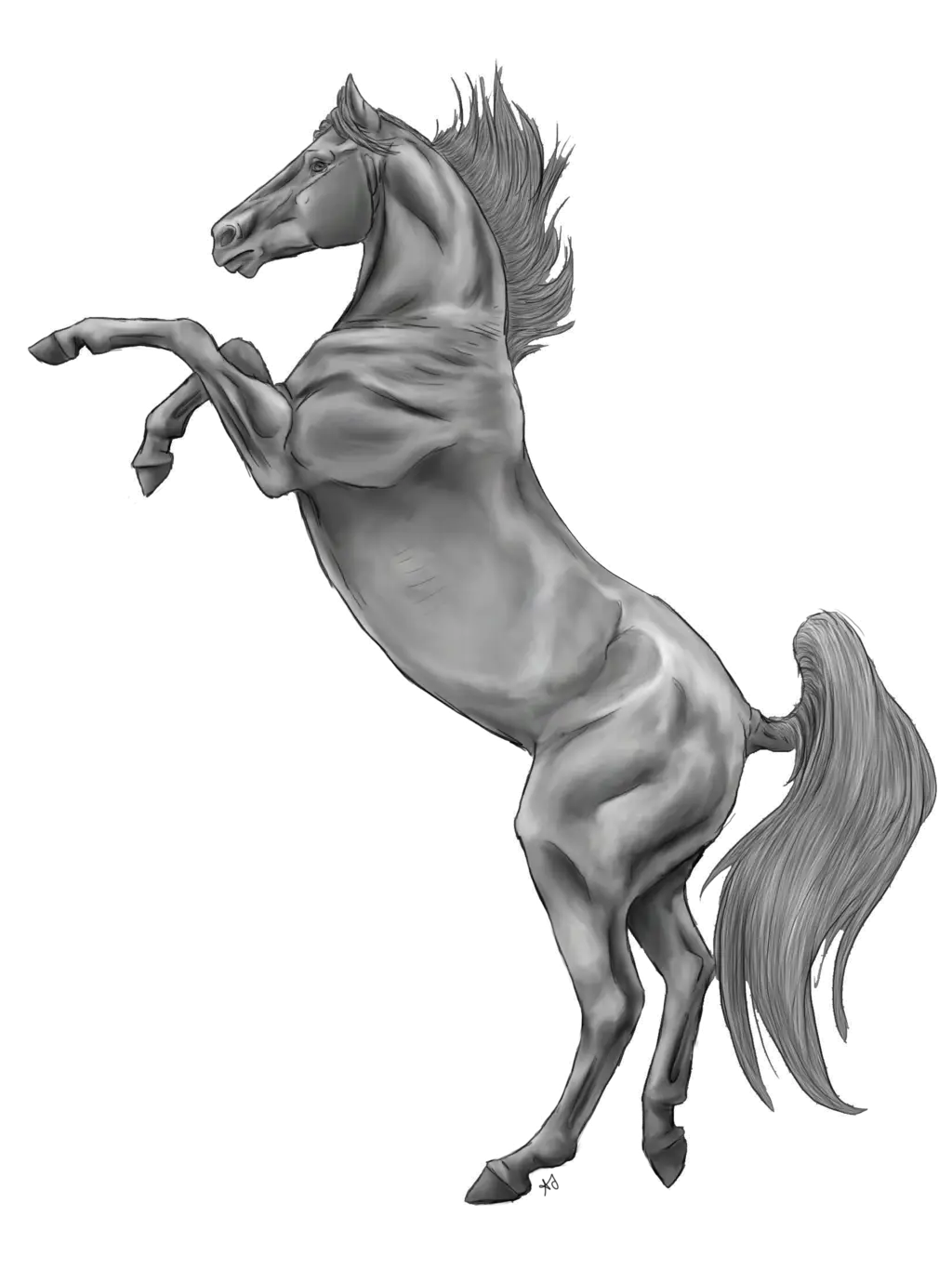 Dynamic Sketch of a Rearing Gray Horse