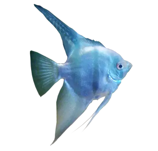 Blue Fish in Water