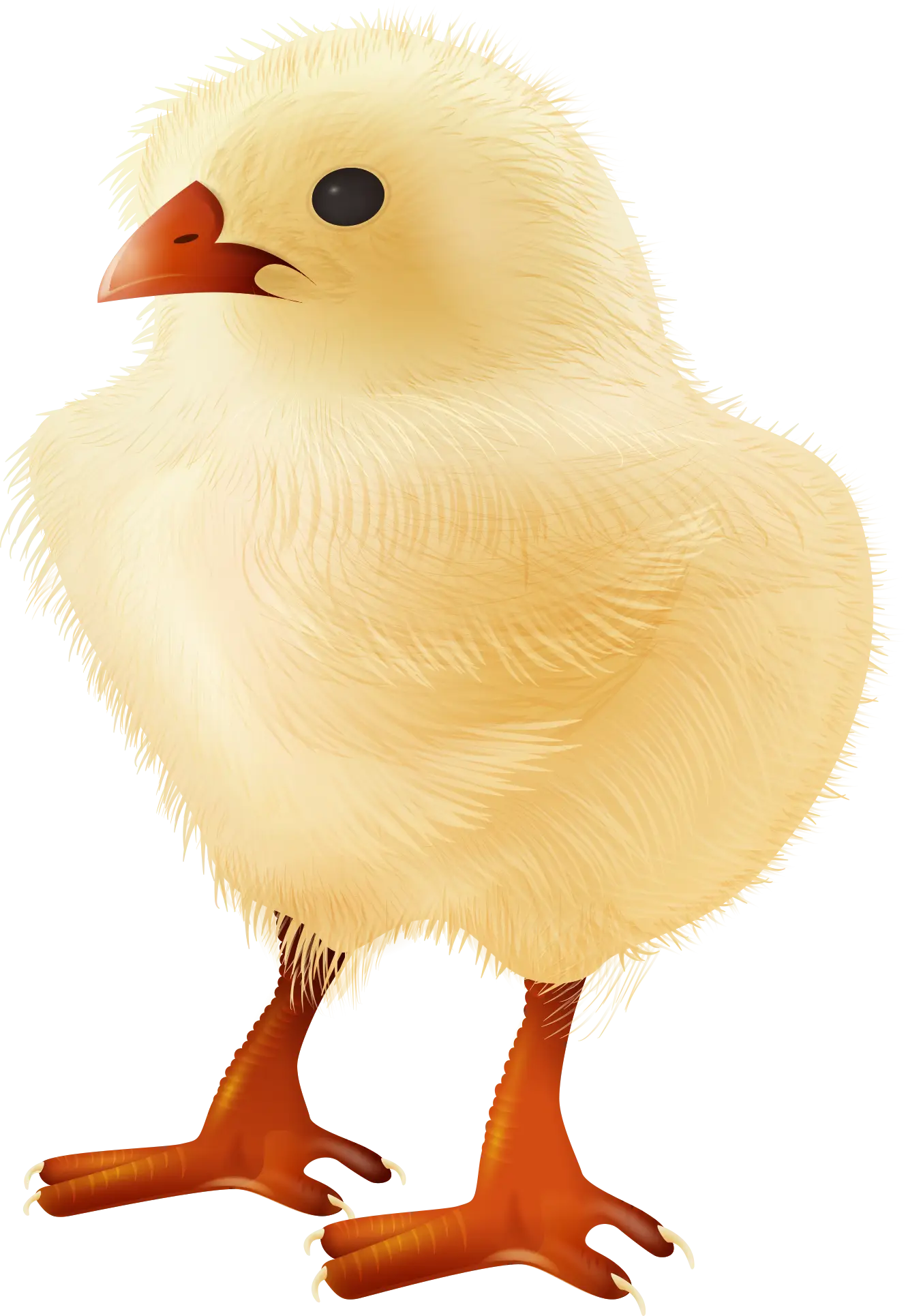 Cute Yellow Chick