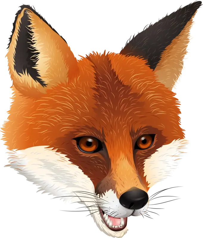 Detailed Red Fox Head Illustration
