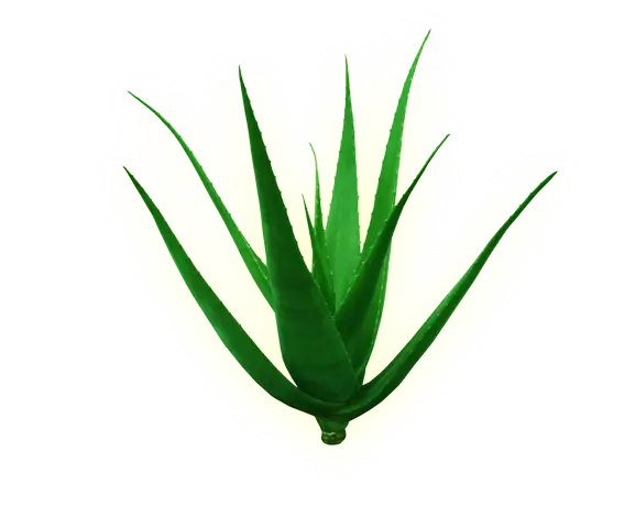 Aloe Vera Plant with Green Leaves