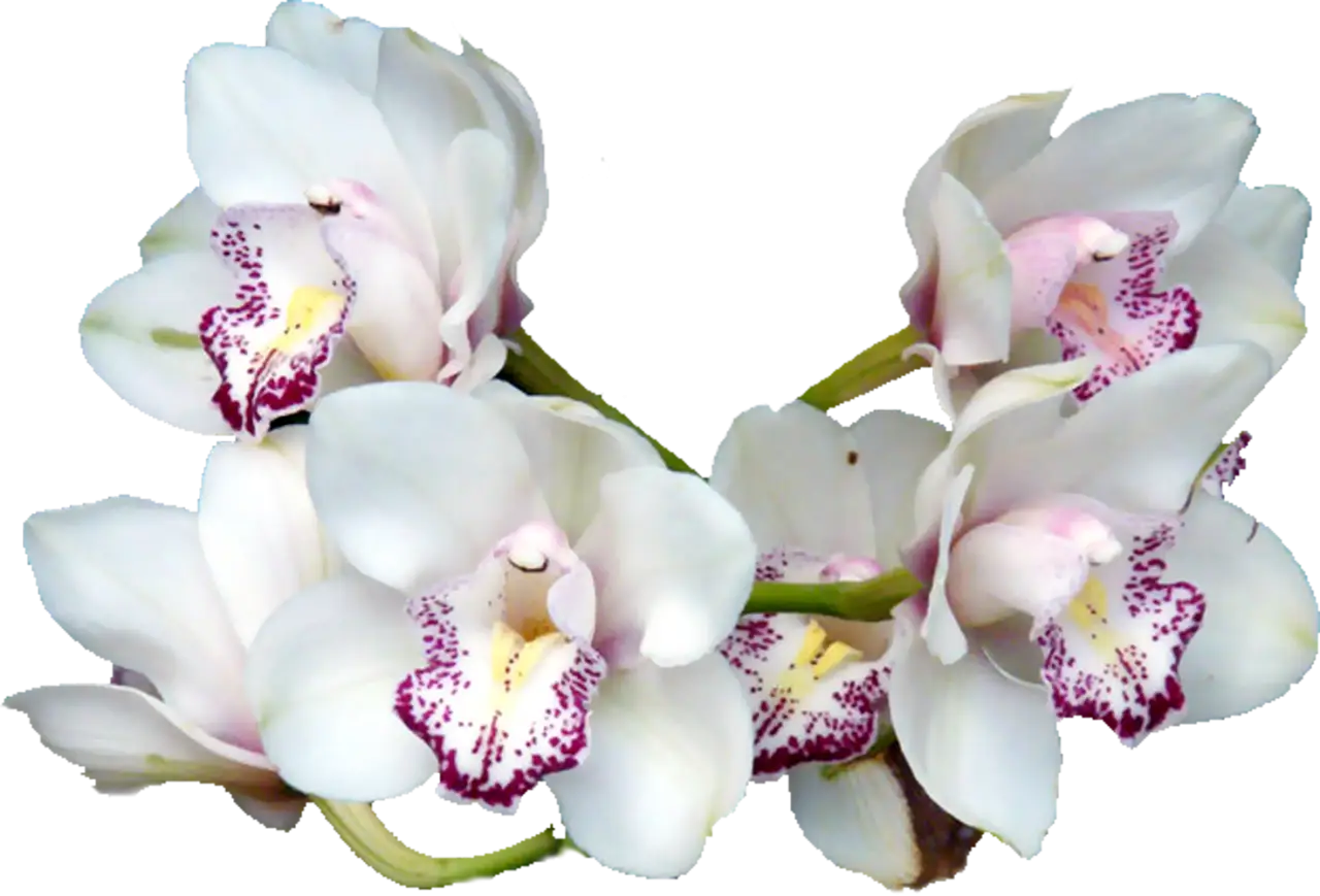 Beautiful White Orchids Flowers