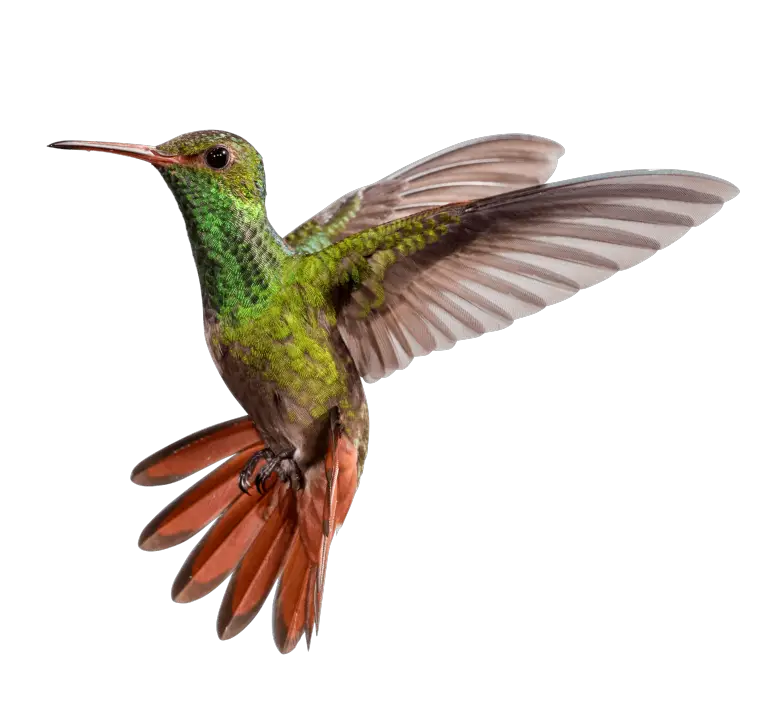 Green Hummingbird Hovering in Flight