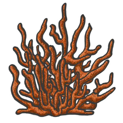 Orange Coral Illustration