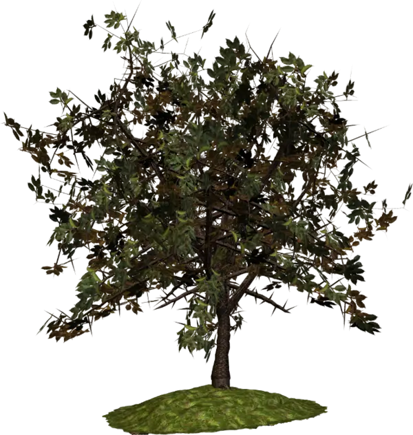Realistic Tree Illustration with Detailed Foliage