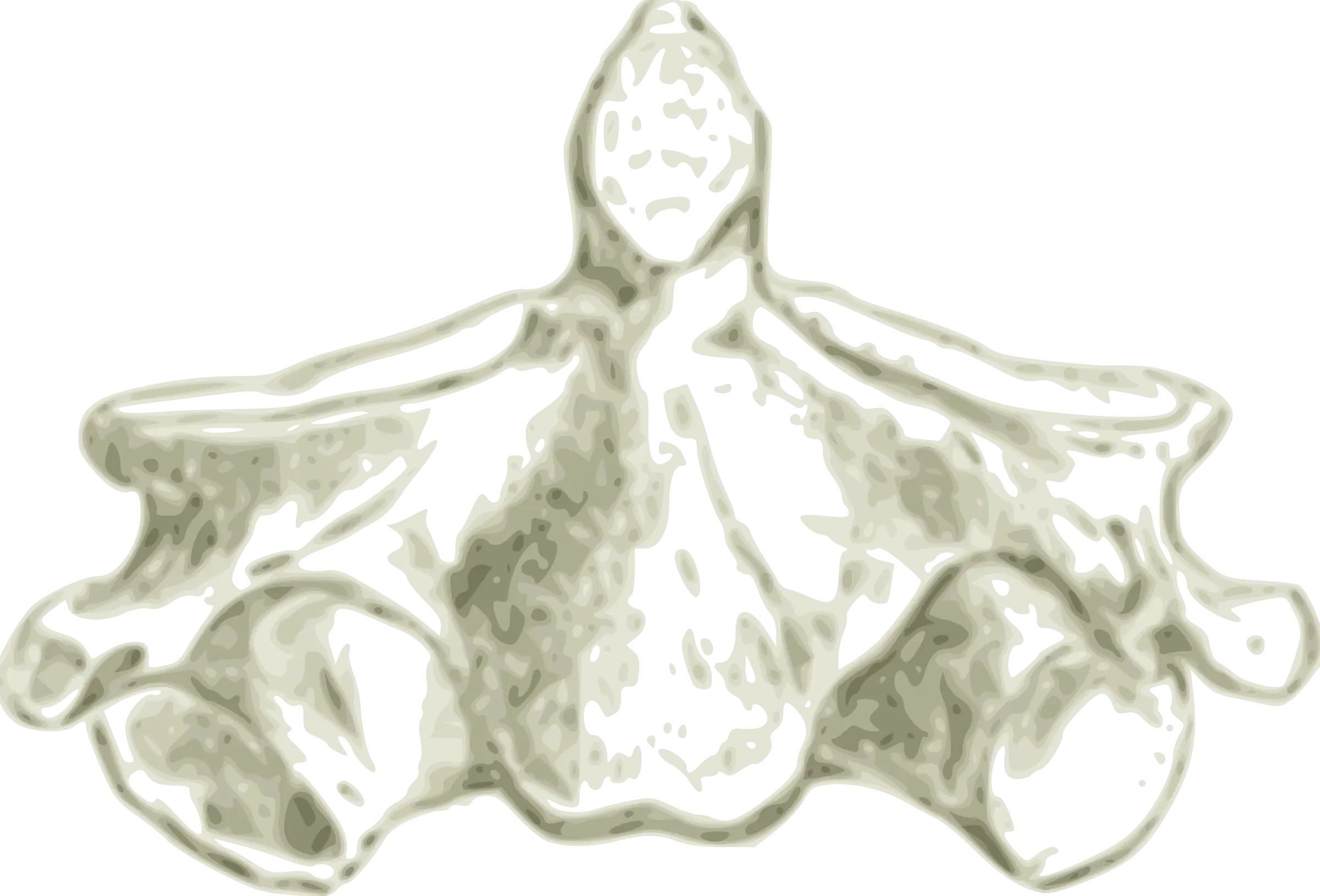 Vertebra Medical Illustration