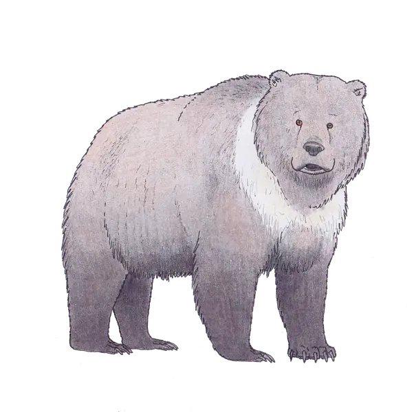 Grizzly Bear Wildlife Illustration