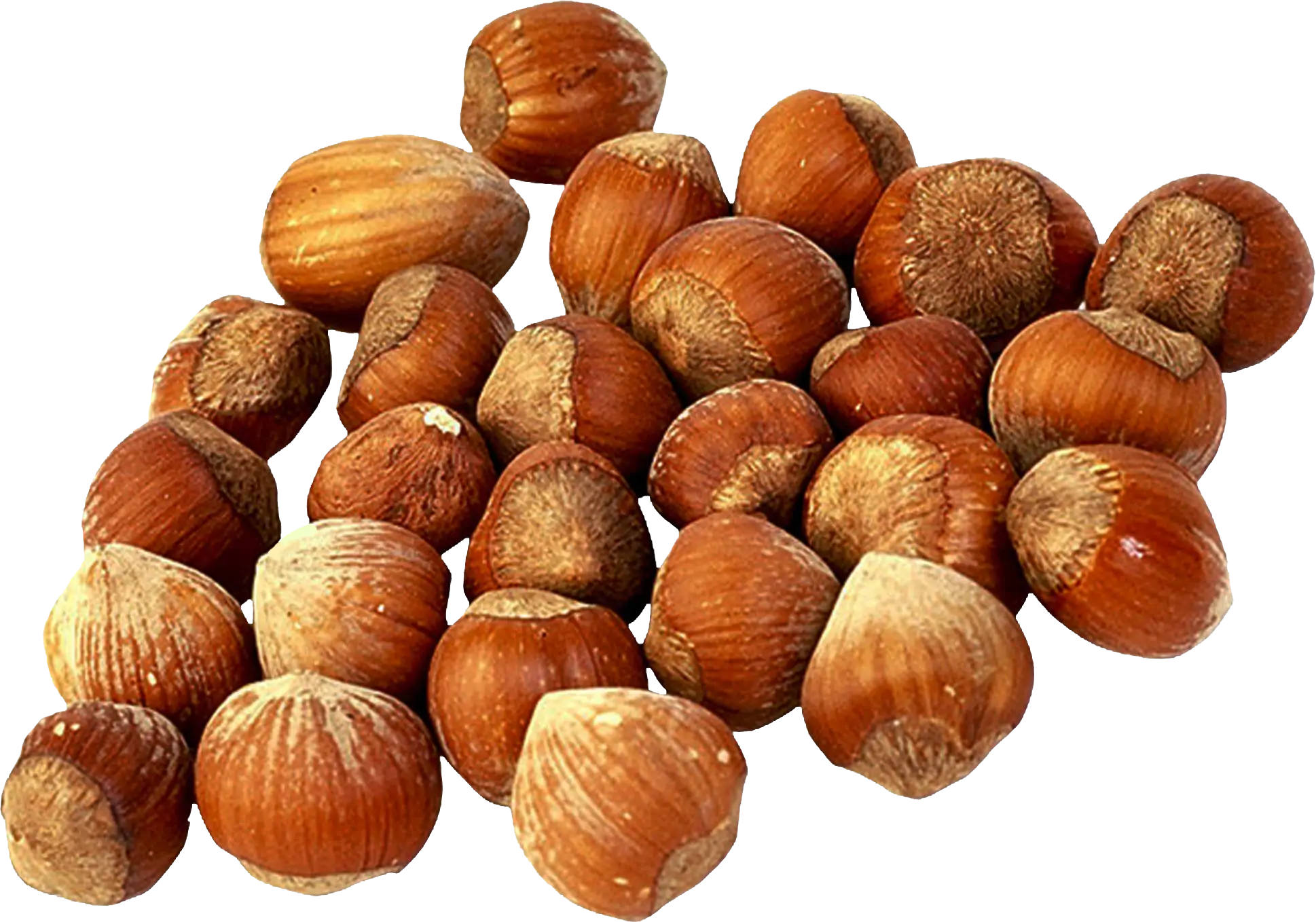 Pile of Fresh Hazelnuts