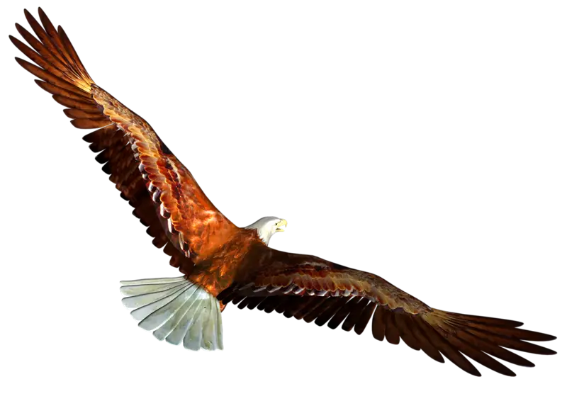 Eagle Gliding