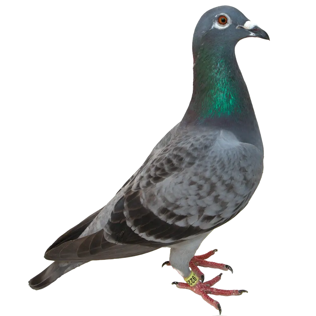 Grey Pigeon Standing