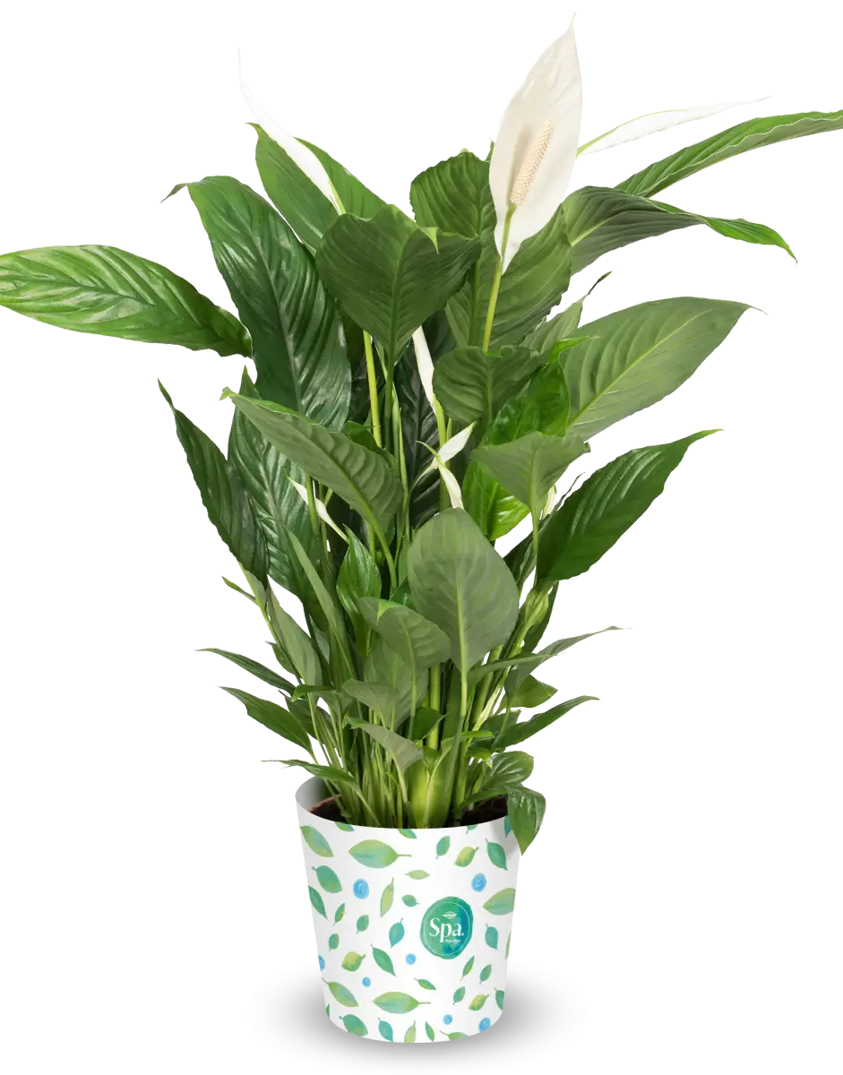 Potted Green Plant
