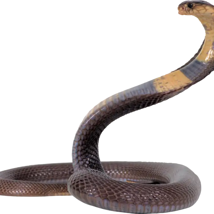 Cobra Snake Coiled and Striking Posture