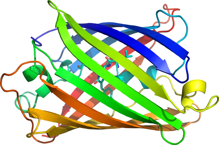 Colorful Protein Structure Diagram