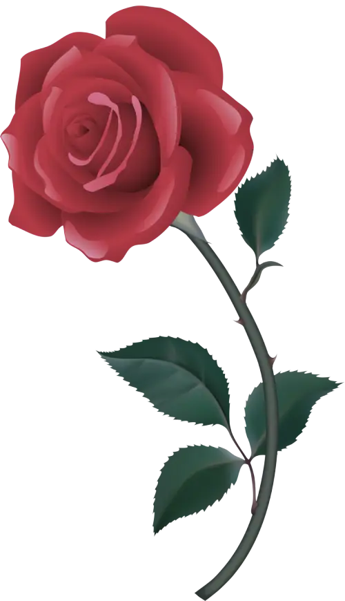 Charming Red Rose with Green Leaves