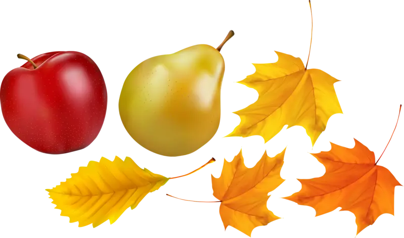 Autumn Leaves and Fruits Composition