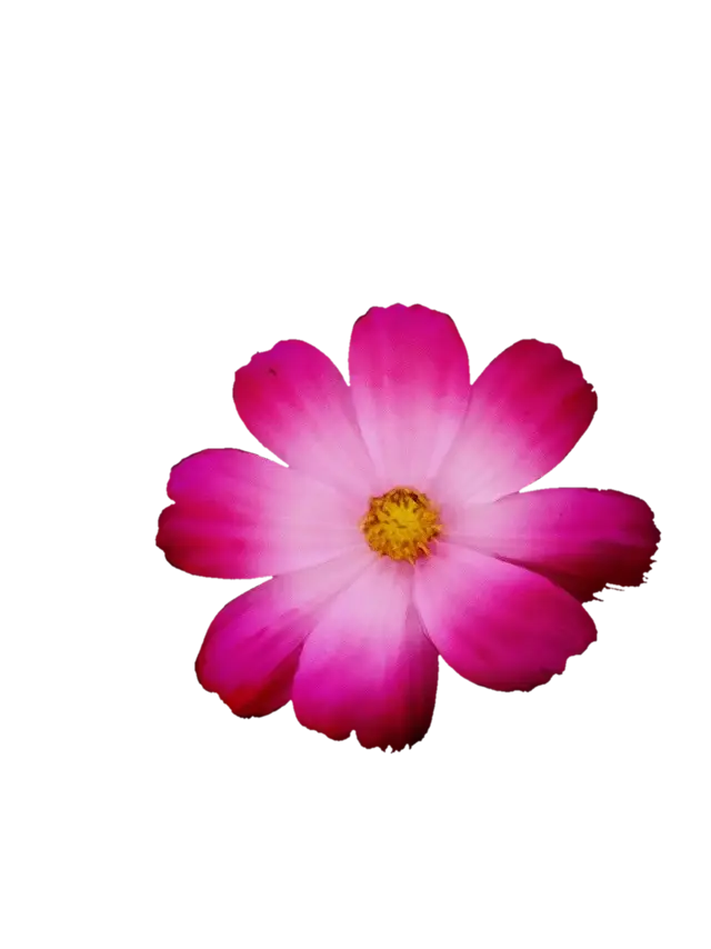 Pink Cosmos Flower with Delicate Petals