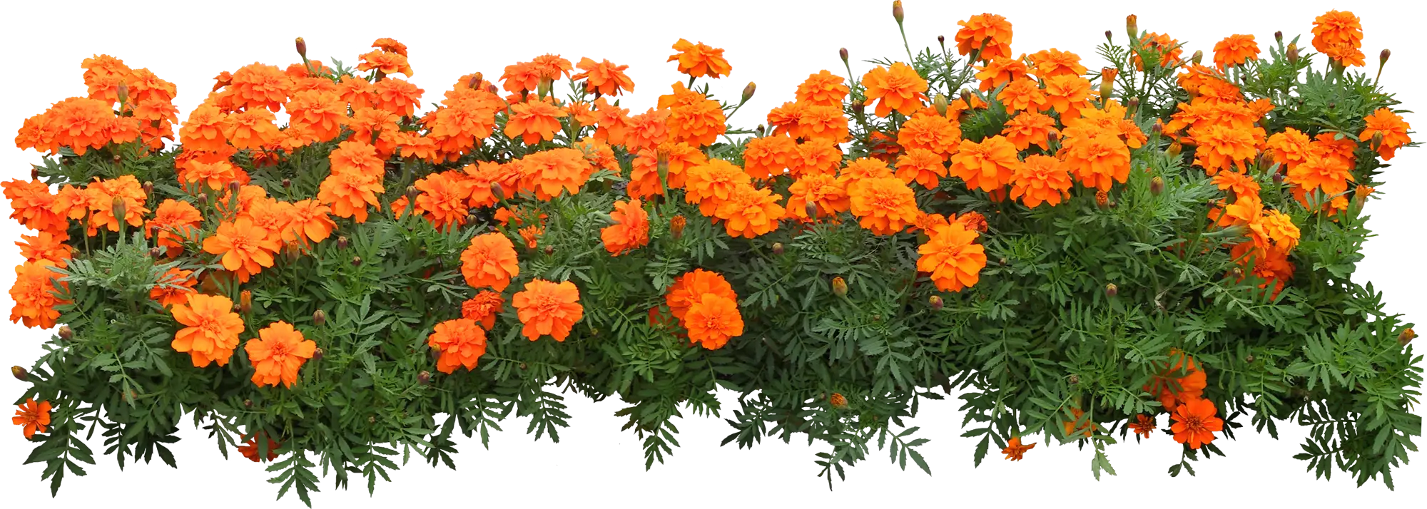 Beautiful Marigold Flowers in Full Bloom