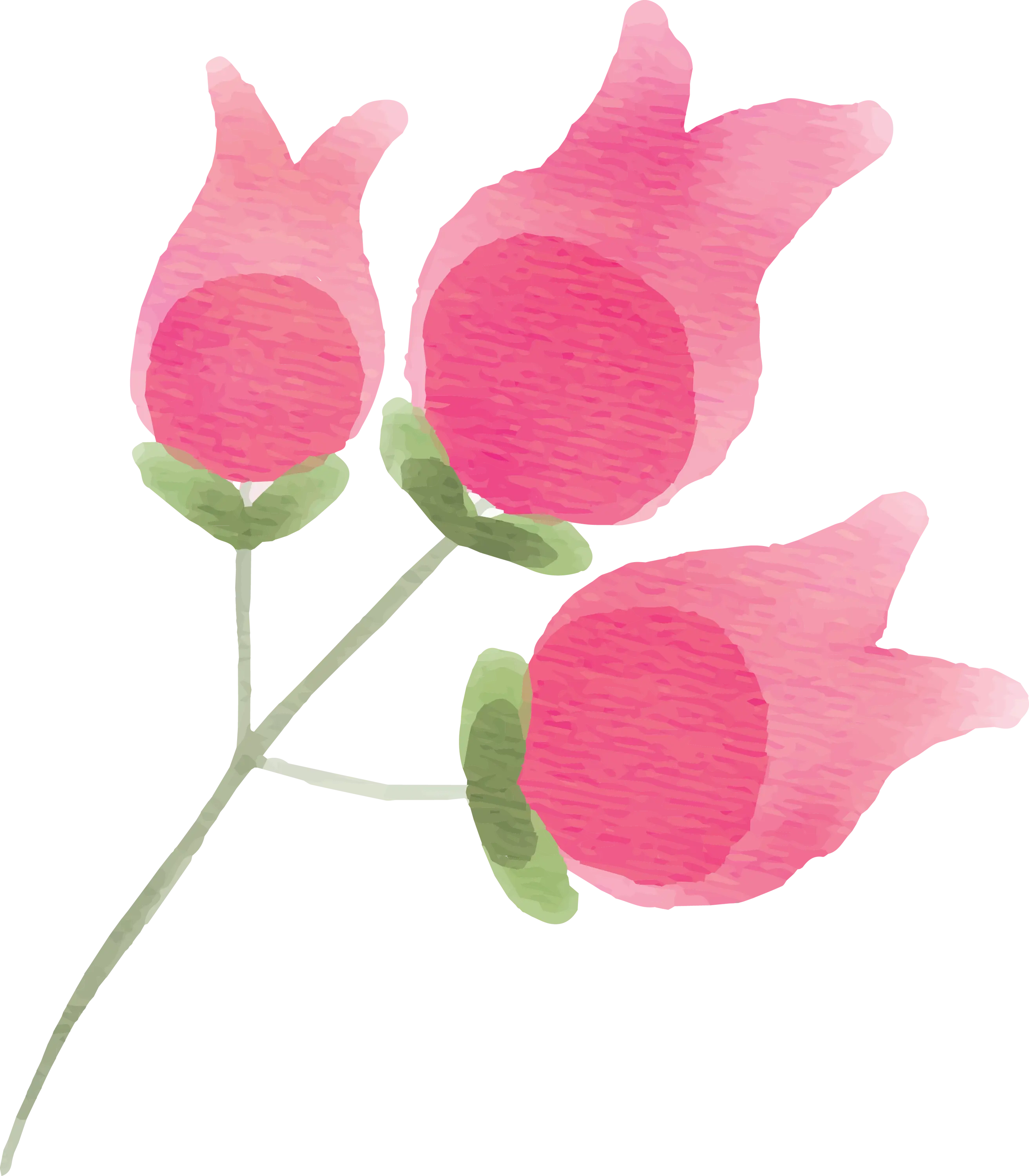 Pink Rosebuds Watercolor Art