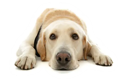 Golden Labrador Calmly Resting on Paws
