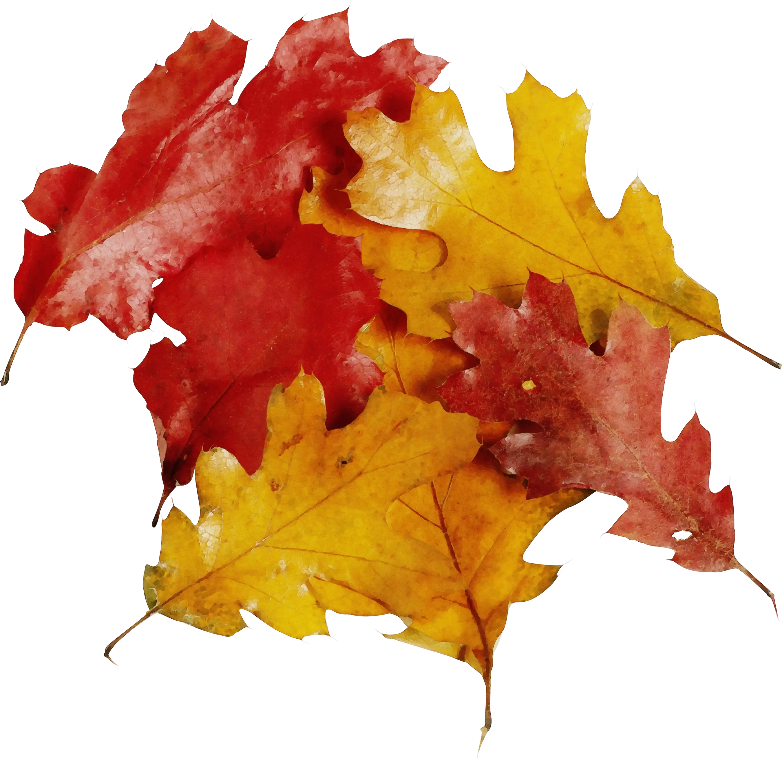 Colorful Autumn Leaves