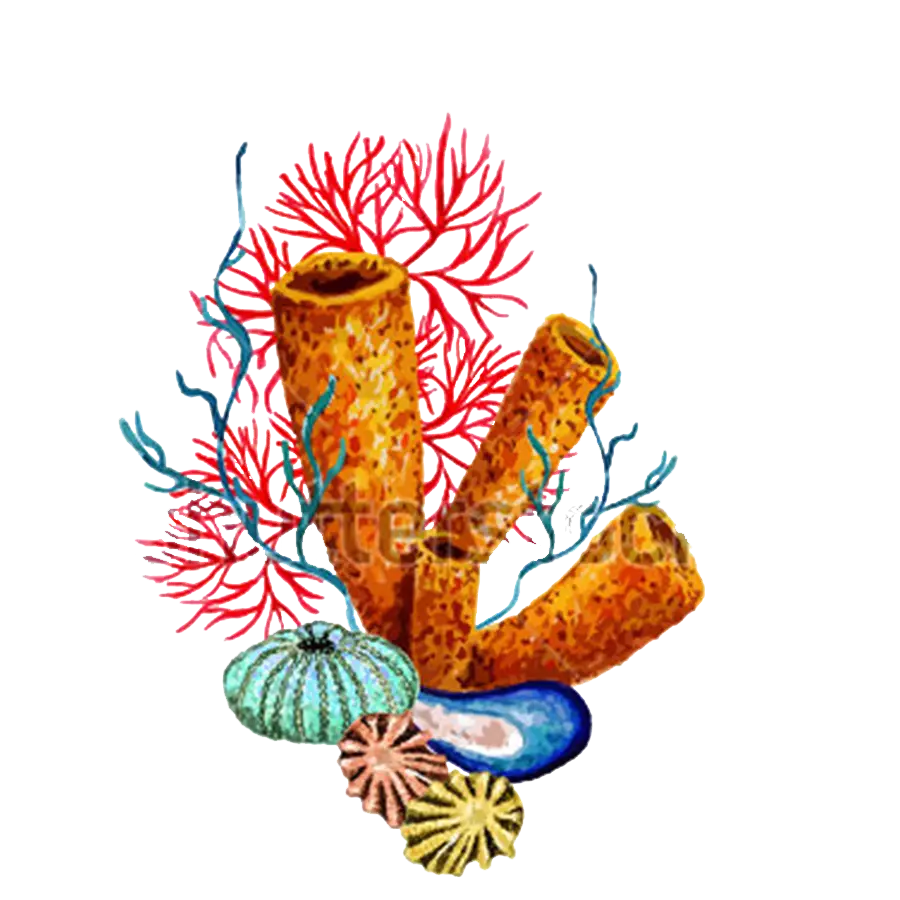 Colorful Coral Reef