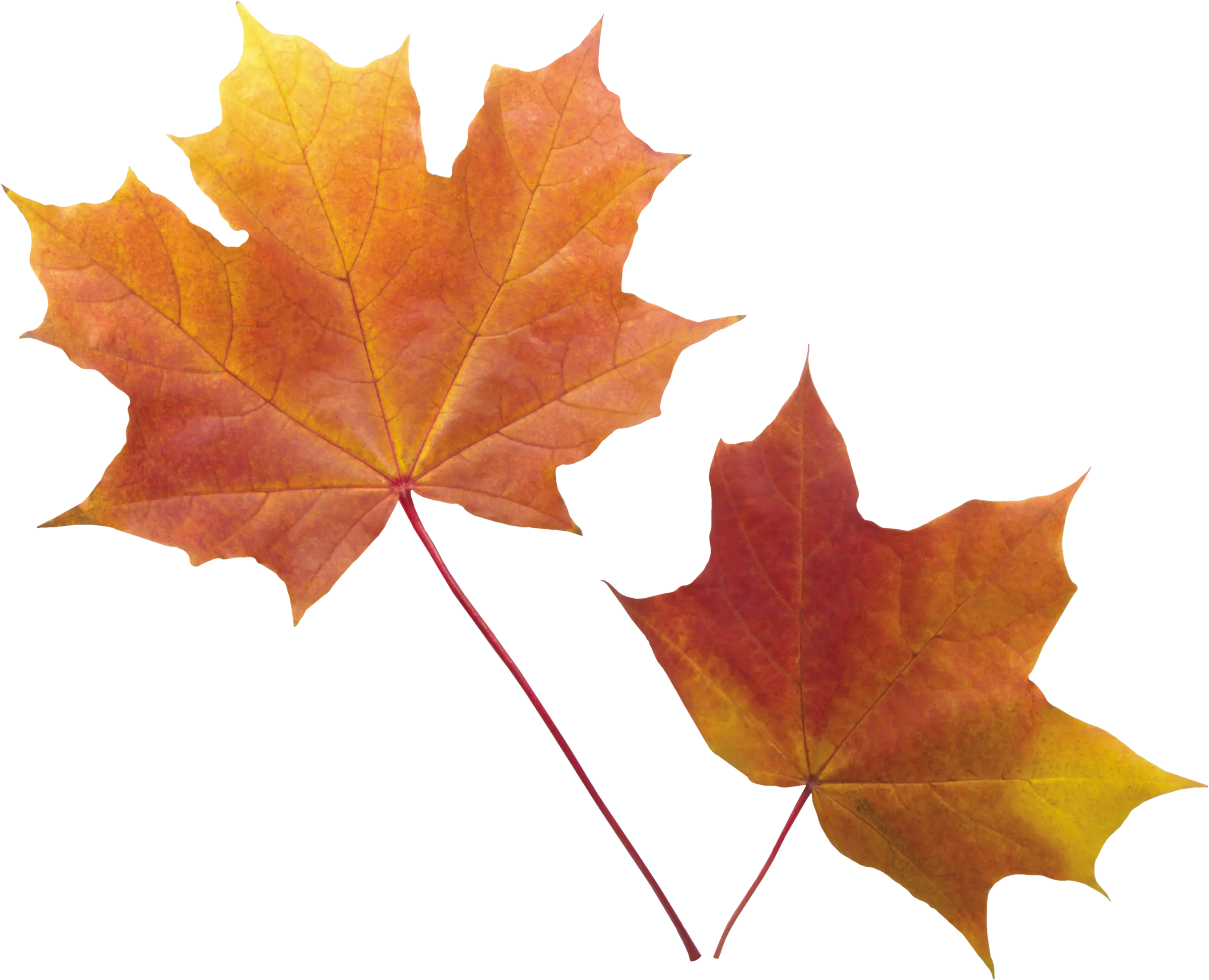 Pair of Autumn Maple Leaves