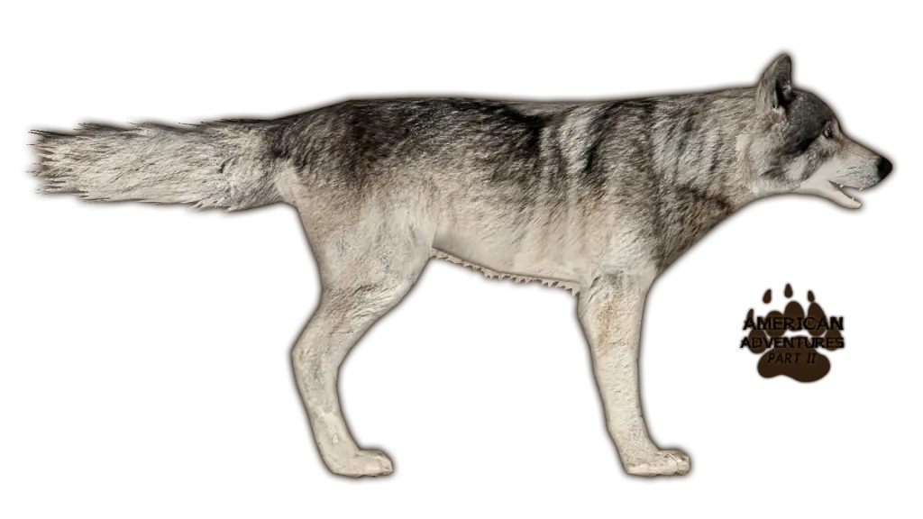 Standing Wolf Illustration