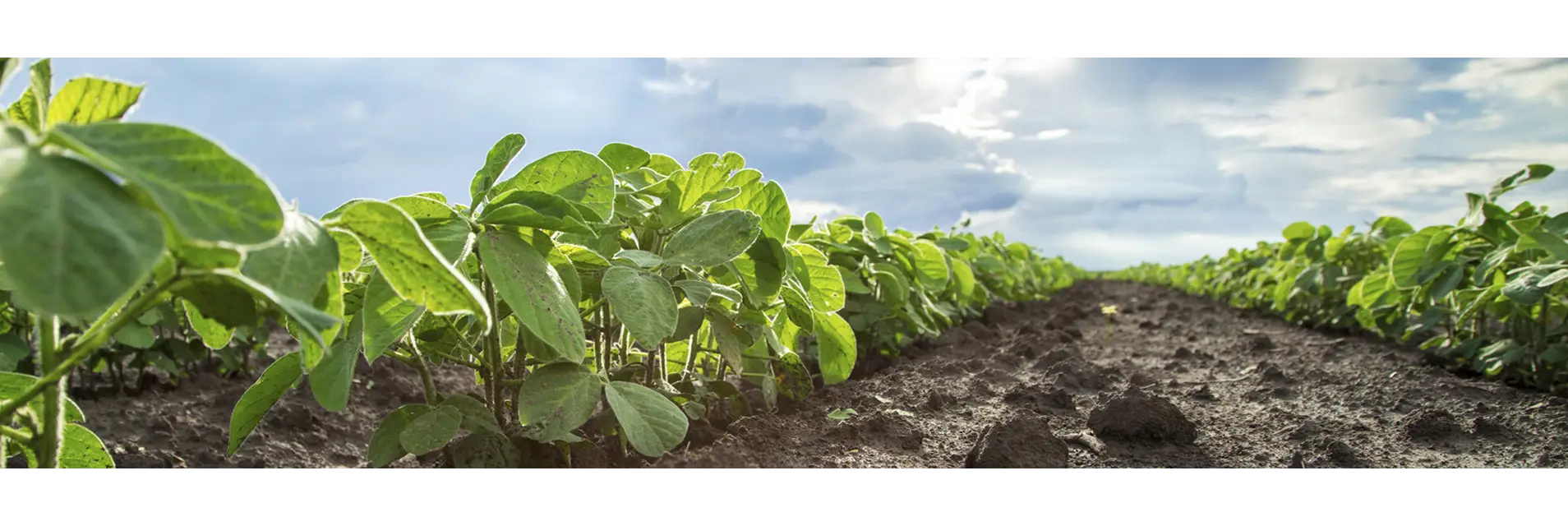 Soybean Field in Agriculture