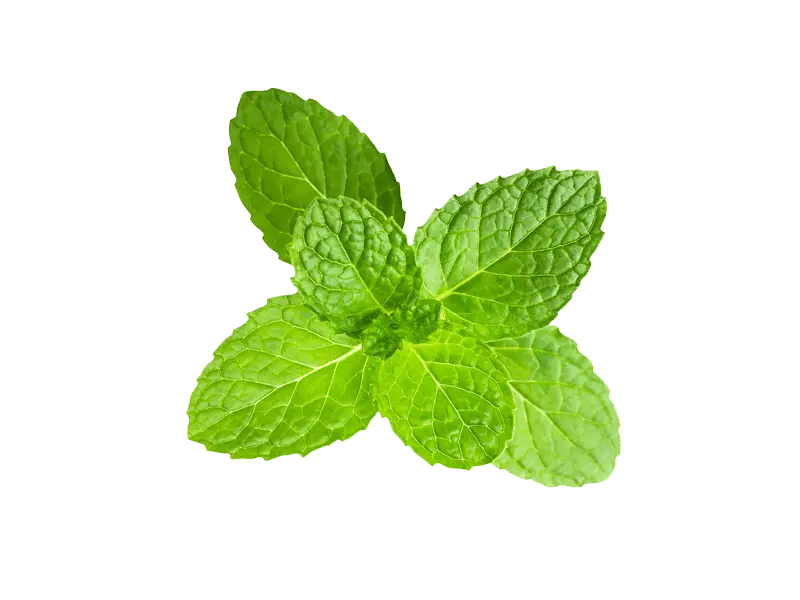 Fresh Green Mint Leaves Close-Up