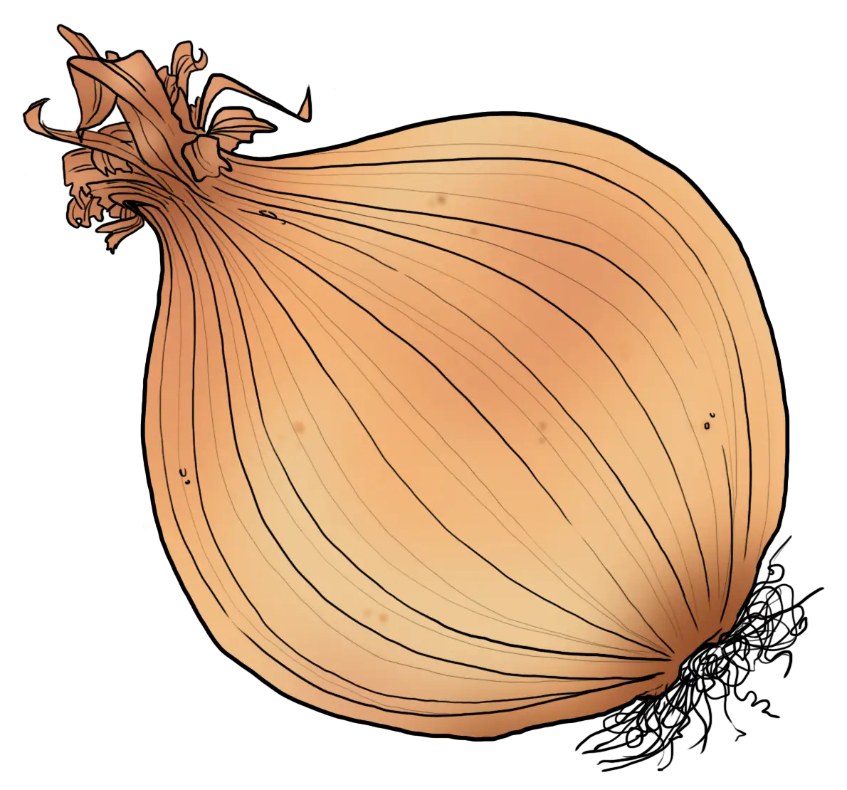 Brown Onion Illustration