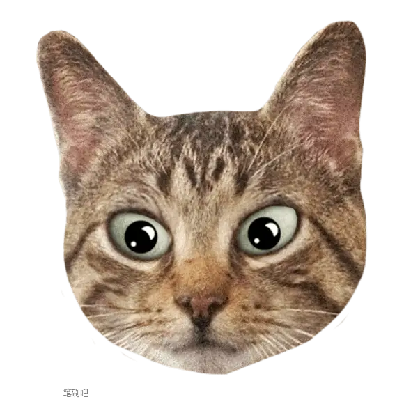 Cat Face with Big Eyes