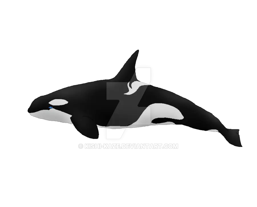 Orca Whale Illustration