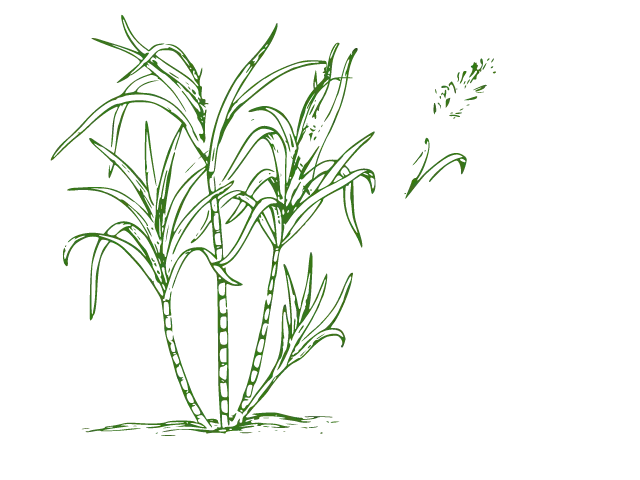Hand-Drawn Sugarcane Plant Illustration