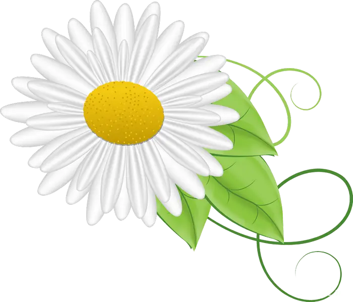 White Daisy With Leaves Illustration