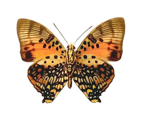 Orange Butterfly with Intricate Patterns