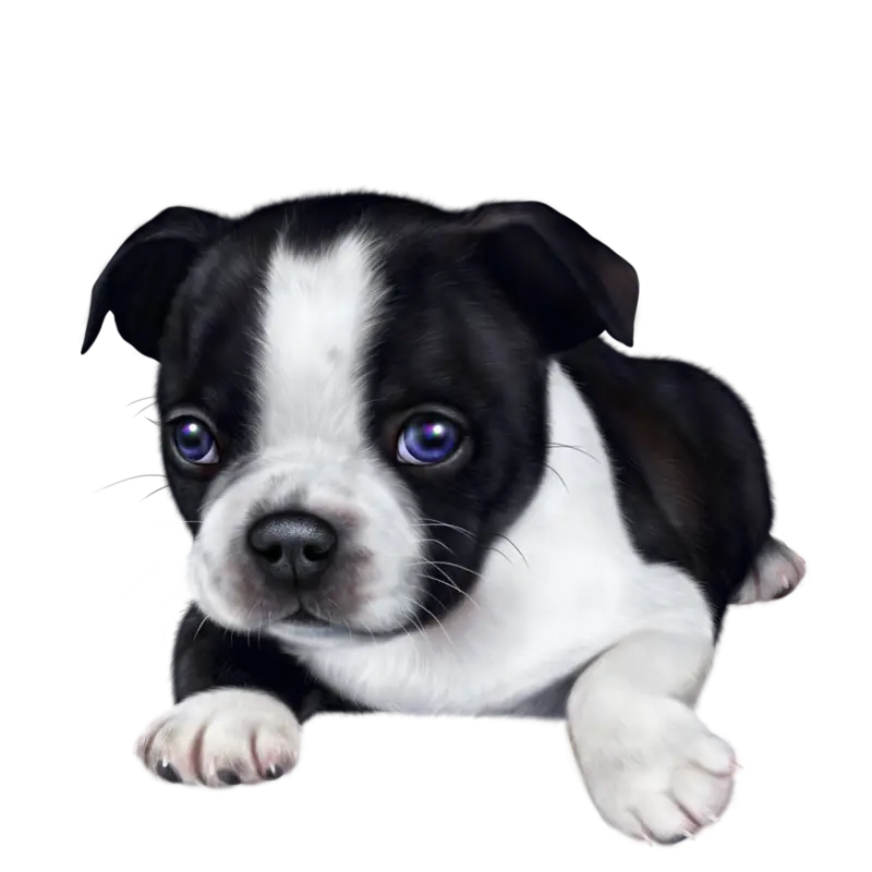 Cute Puppy
