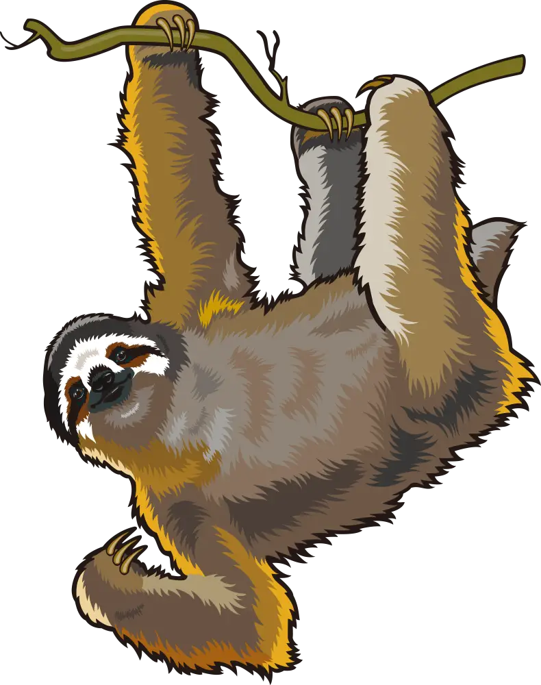 Cute Sloth Hanging on a Branch