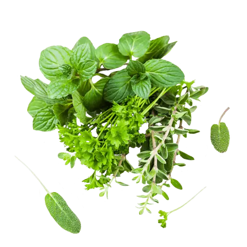 Fresh Green Herbs Assortment