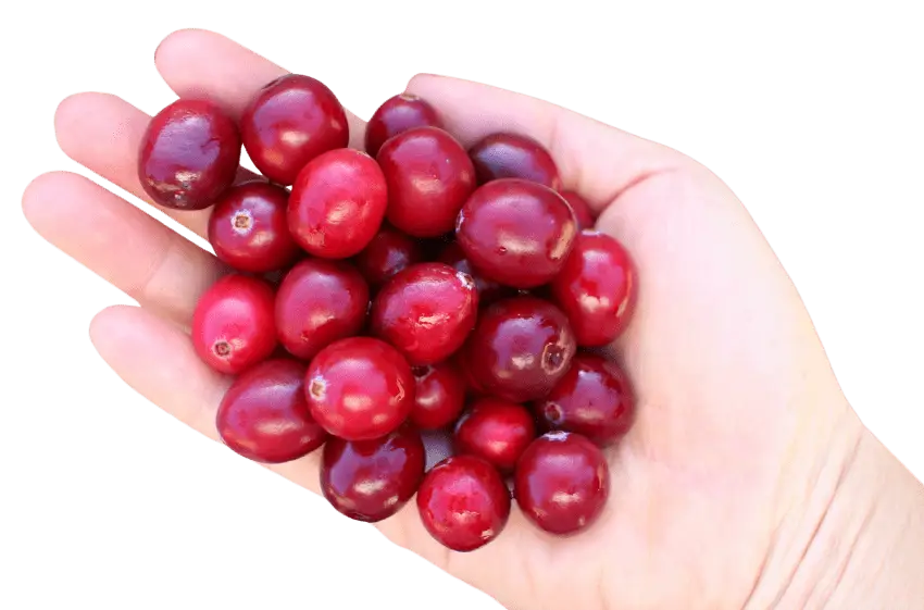 Hand Holding Fresh Cranberries