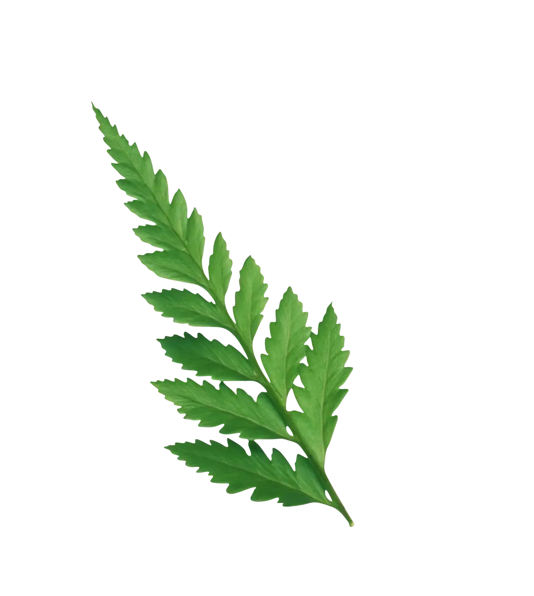 Realistic Green Fern Leaf