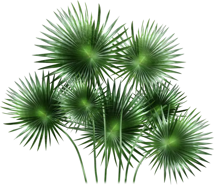 Green Palm Leaves