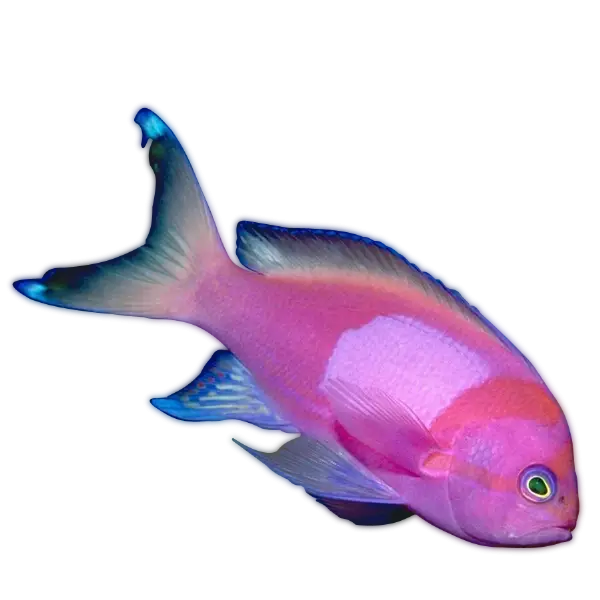 Vibrant Tropical Fish Illustration